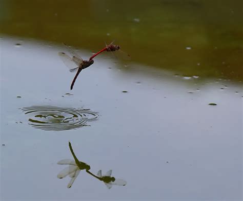 蜻蜓点水